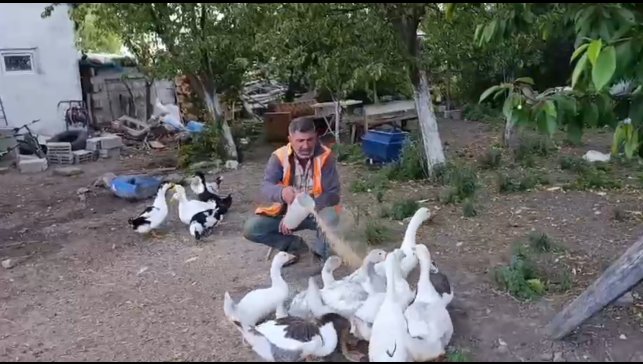 Akyaka'da bir vatandaş kazlarını özenle besliyor