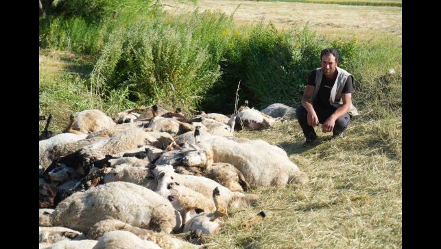 Muş'ta 150 koyun telef oldu