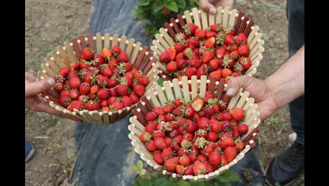 Ağrı tarımında yeni nefes: Çilek yetiştiriciliği büyüyor