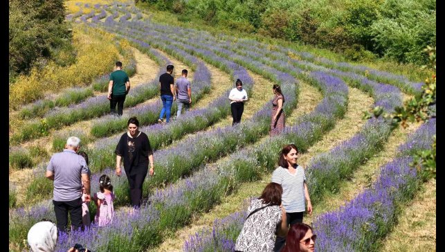 Emekli öğretmenin kurduğu lavanta bahçesi dünyanın dört bir yanından misafirlerini ağırlıyor
