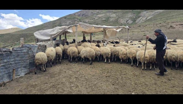 Kiraladıkları yaylada hayvancılık yaparak geçimlerini sağlıyorlar