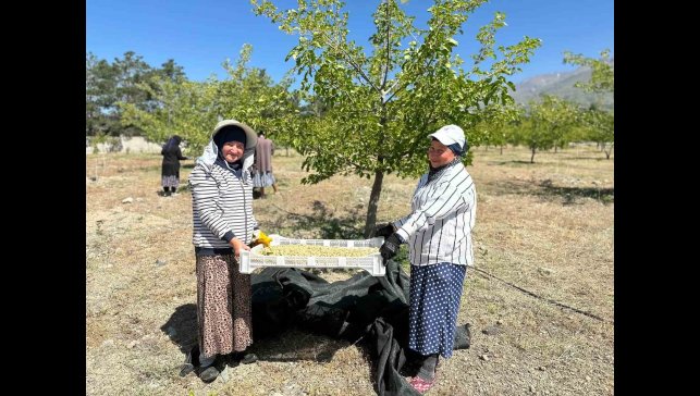 Erzincan'da dut hasadına başlandı