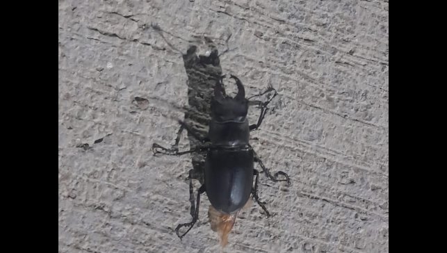 Tunceli'de görüldü: Zarar vermenin cezası 557 bin TL