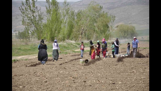 Mevsimlik tarım işçileri tarlalarda rızıklarını çıkarıyor