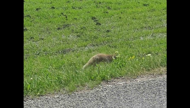 Aç kalan kızıl tilki fare avladı