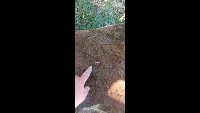 Yayla kavgası: 1 yaralı