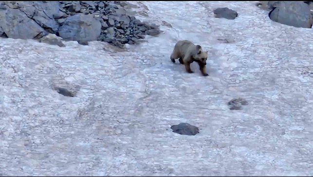 Hakkari'de dağcılar ayı ve dağ keçisi görüntüledi