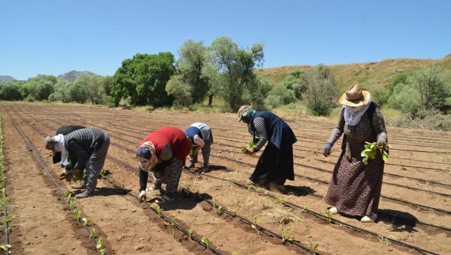 Muş'ta çiftçiler tütün ekimine başladı