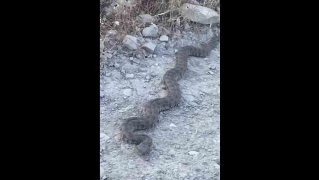 Elazığ'da görüntülenen yılan tedirgin etti