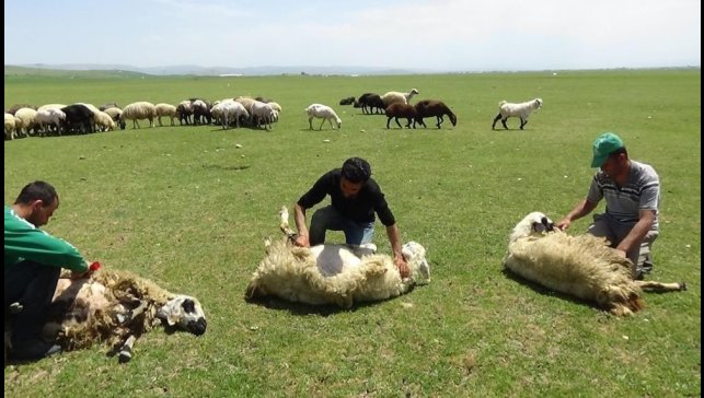 Yaylalarda koyun kırkma zamanı