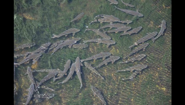 Kars'ta baraj kapağı kapatıldı, yüzlerce balık mahsur kaldı
