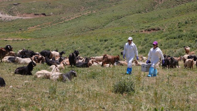 Hakkari'de veteriner hekimler zamanla yarışarak şap hastalığının yayılmasını önledi
