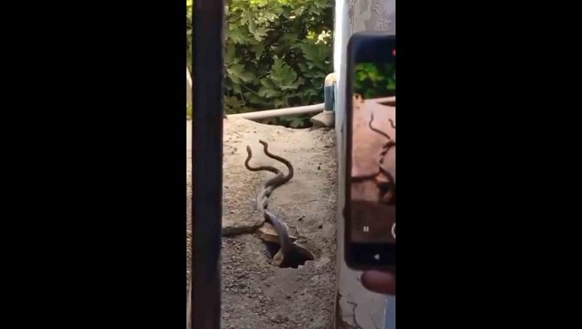 Evin içinden çıkan 2 metrelik yılanlar paniğe neden oldu