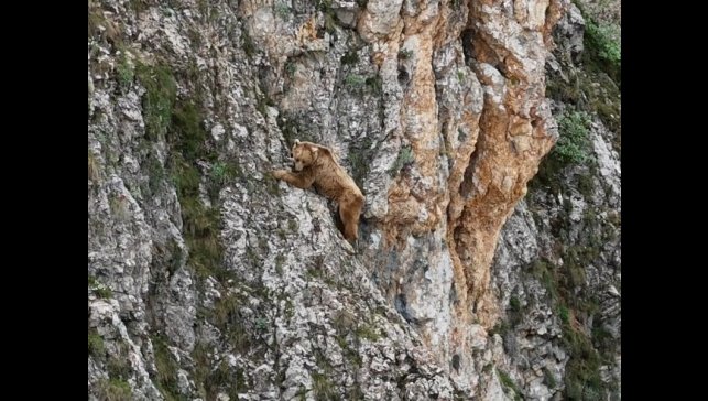 Ayının performansı dağcılara parmak ısırttı