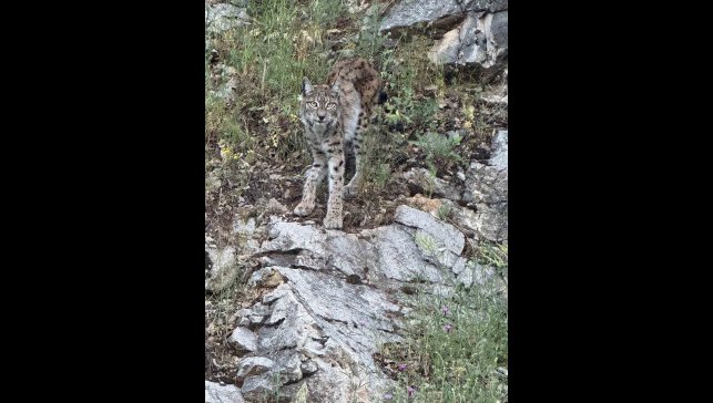 Kırmızı listedeki vaşak Kemaliye'de görüntülendi