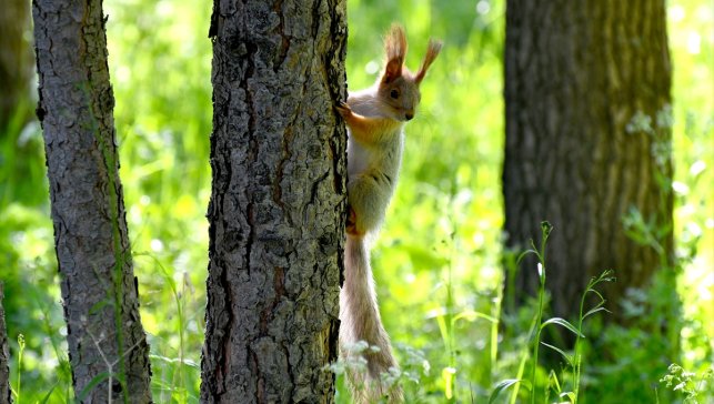 Kars'ta kızıl sincaplar millet bahçesini şenlendirdi