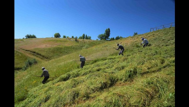 Muş'ta ot biçme sezonu başladı