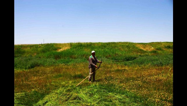 Malazgirt'te tırpanın son ustası