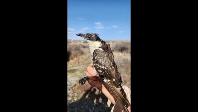 Aras Kuş Cenneti'nde 4 bin 939 kuş ilkbaharda halkalandı