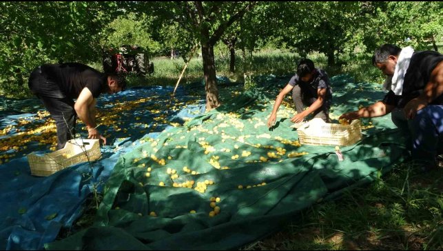 Malatya'da zirai dondan etkilenmeyen bölgelerde kayısı hasadı başladı