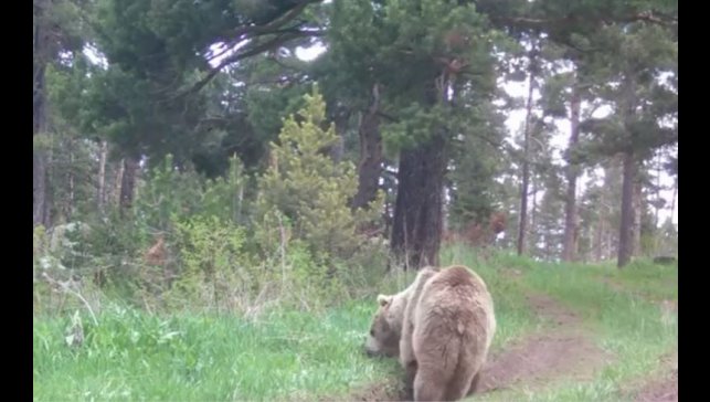 Bozayı ormanda ot yerken görüntülendi