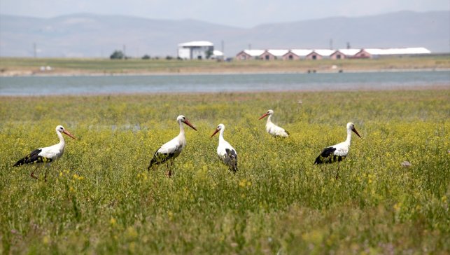 Göçmen kuşlar, Muş Ovası'ndaki hareketliliği artırdı