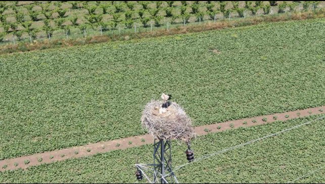 Elazığ'da 'leylekli köy' misafirlerini ağırlamaya devam ediyor