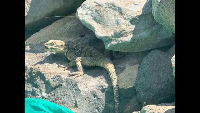 Kafkas keleri Ağrı Dağı eteklerinde beslenirken görüntülendi