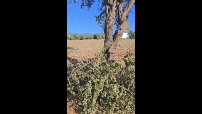 Elazığ'da fırtına ağacı ikiye böldü