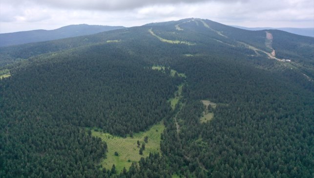 "Doğanın koruyucuları" Doğu Anadolu ormanlarında yangına karşı teyakkuzda