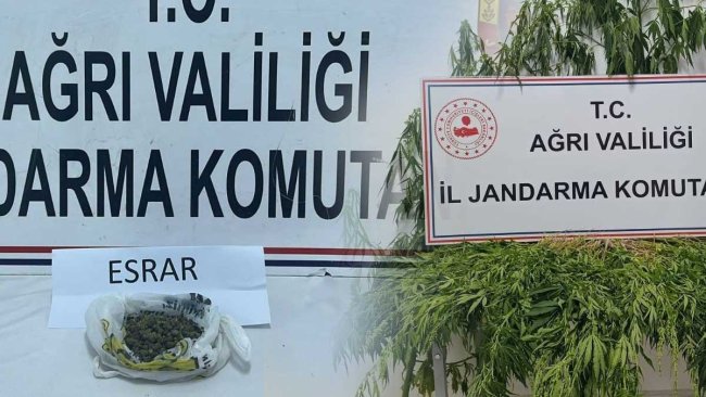 Ağrı'da Patnos ve Doğubayazıt'ta Uyuşturucu Operasyonu: 511 Kök Kenevir Ele Geçirildi