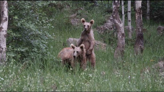 Nemrut'ta aç kalan boz ayılar çöplere dadandı