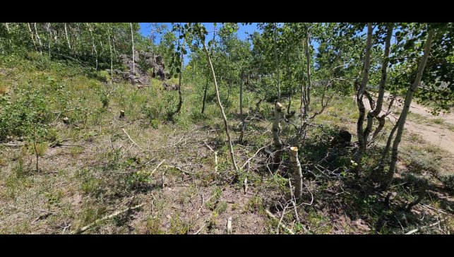 Nemrut Kalderası'nda ağaç katliamı