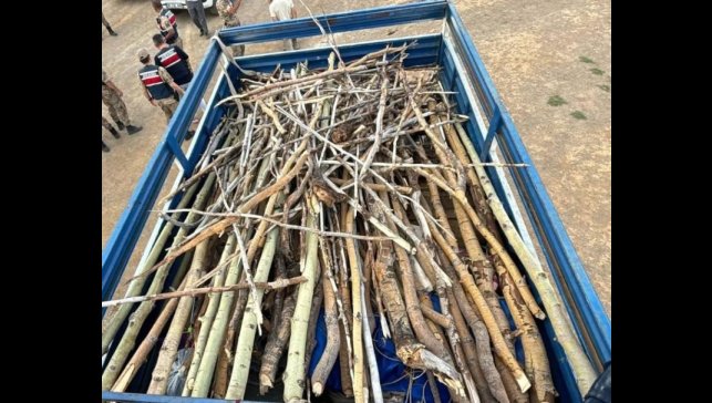 Nemrut Kalderası'nda kaçak ağaç kesimi yapan 3 kişi yakalandı