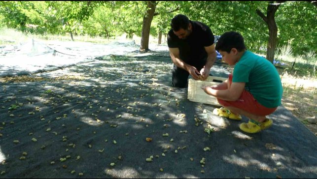 Malatya'da zirai donun vurduğu bölgelerde meyve üretiminde baraj çevresi umut oldu