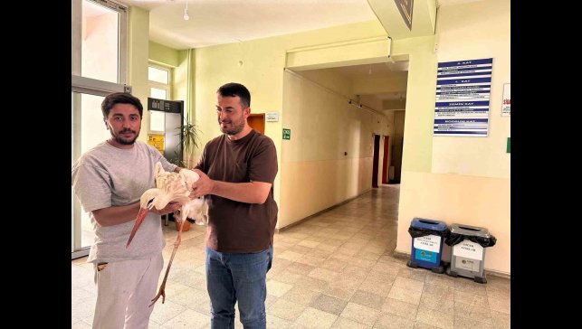 Bingöl'de yaralı leylek koruma altına alındı