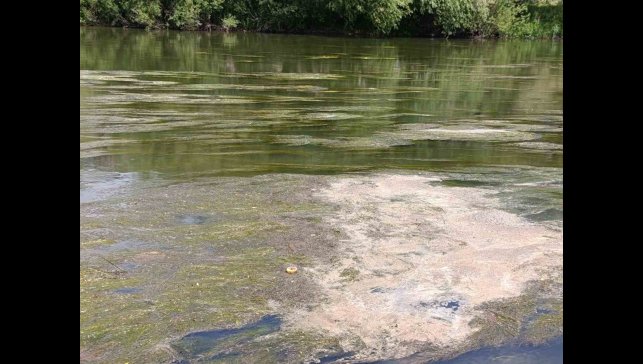 Kars Çayı'nı yosun bastı