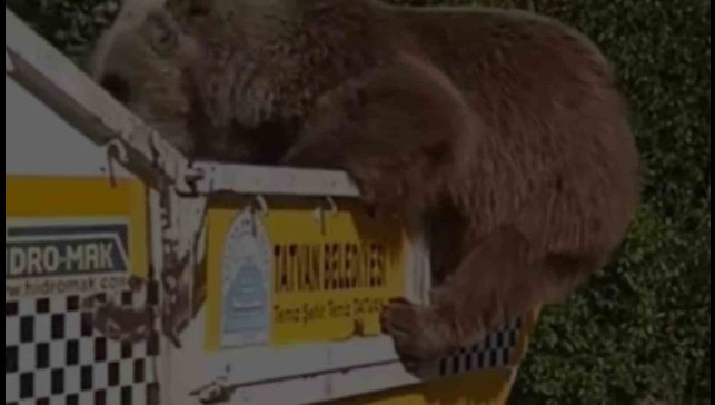 Ayı çöp kamyonetinde yiyecek aradı