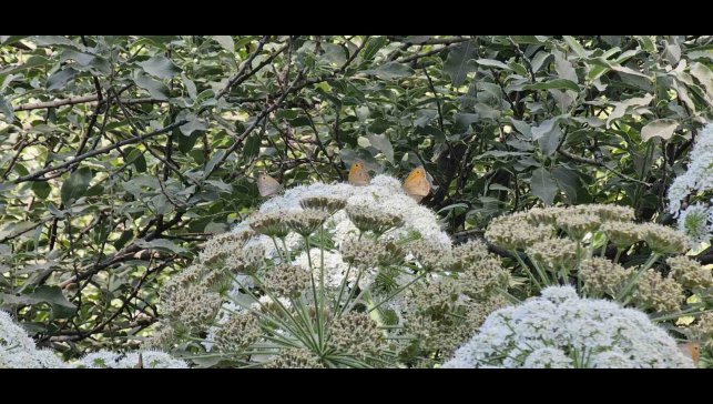 Tatvan'da rengarenk kelebekler görsel şölen sunuyor