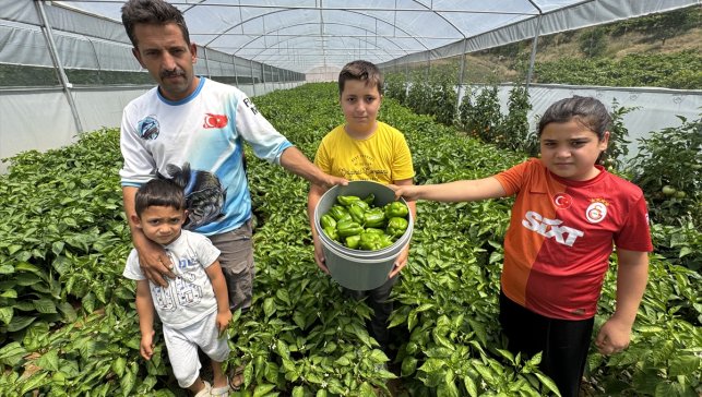 Elazığ'ın tescilli Keban biberi devlet desteğiyle kurulan seralarda yetiştiriliyor