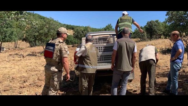 Elazığ'da kene ve zararlı böceklerle biyolojik mücadele çerçevesinde doğaya keklik salımı gerçekleşti