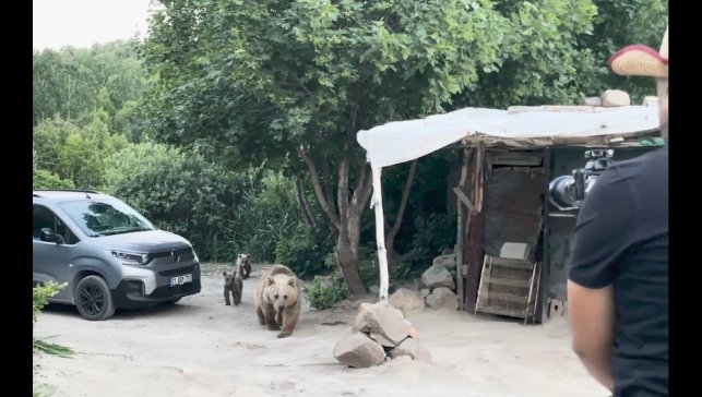 Nemrut'taki ayılar bu kez belgeselcilere saldırdı