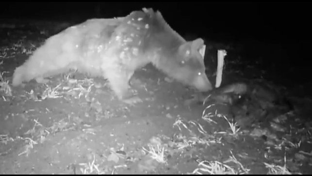 Boz ayı fotokapanla görüntülendi