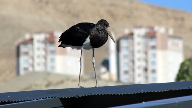 Türkiye'de nadir görülen kara leylek Malatya'da görüntülendi