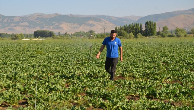 Muş'ta 60 bin dönüm alana şeker pancarı ekimi yapıldı