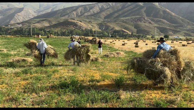Kızgın güneş altında ekmek mücadelesi