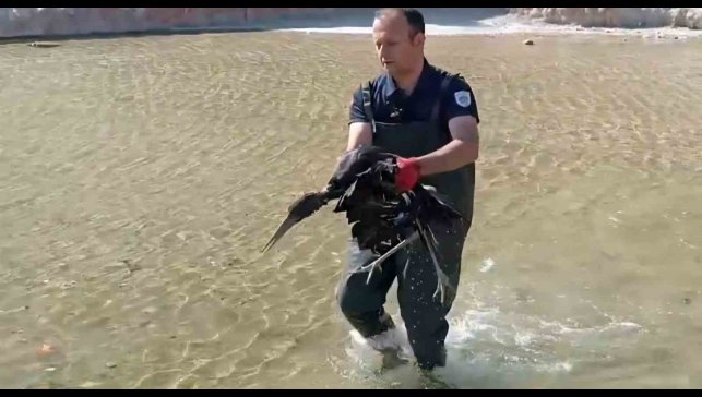 Havuza düşen yaralı leylek koruma altına alındı