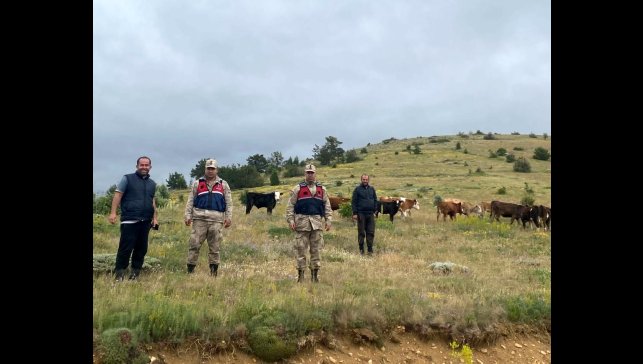 Refahiye'de kaybolan 19 büyükbaş hayvan Giresun il sınırında bulundu