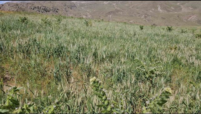 Adilcevaz'da aşırı soğuktan dolayı buğday başakları boş kaldı