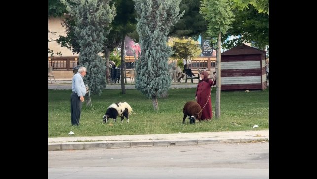 Yaşlı çiftin koyunlarını gezdirmesi renkli görüntüler oluşturdu